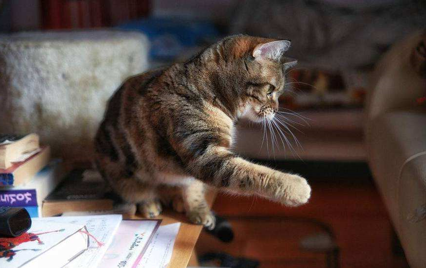 为什么有的猫咪爱推倒桌子上的东西?
